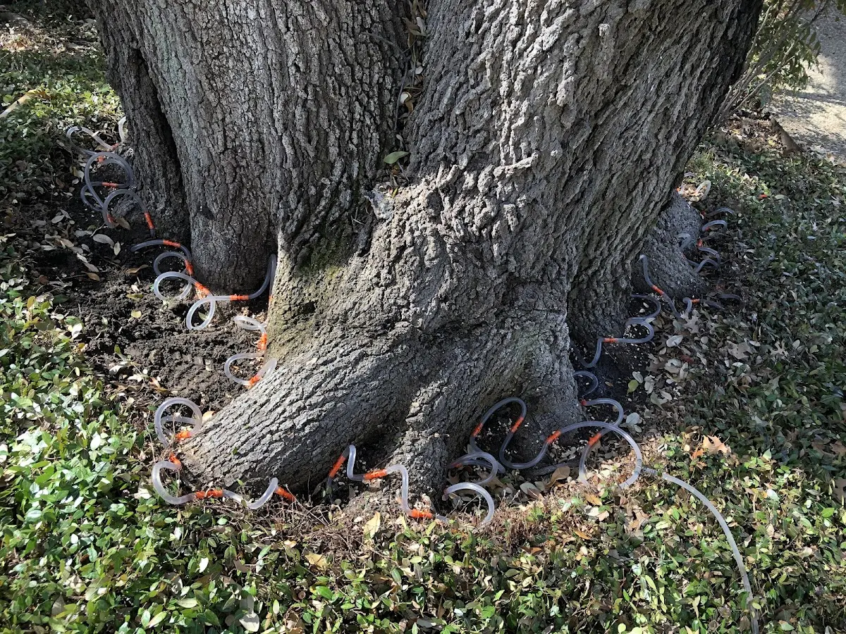 Detailed Tree Cabling and Bracing job site in Gordon